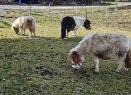 Shettland-Pony