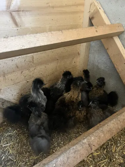 Seidenhühnerkücken