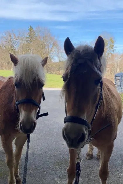 Haflingerstute Verlasspferd Mutter und Tochter