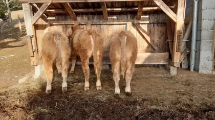 3 Bio Einstellstiere Charolais/Fleckvieh