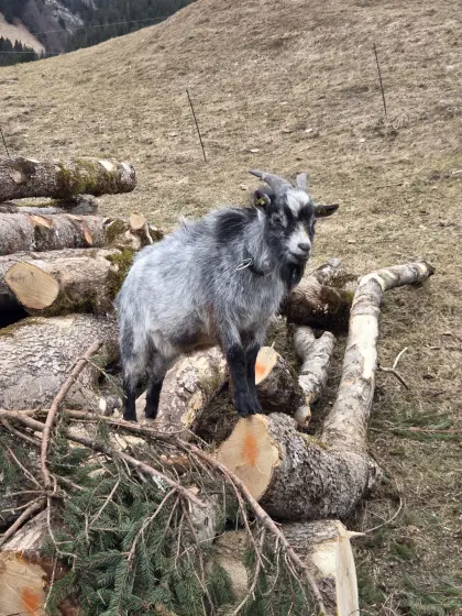Zwergziegenbock
