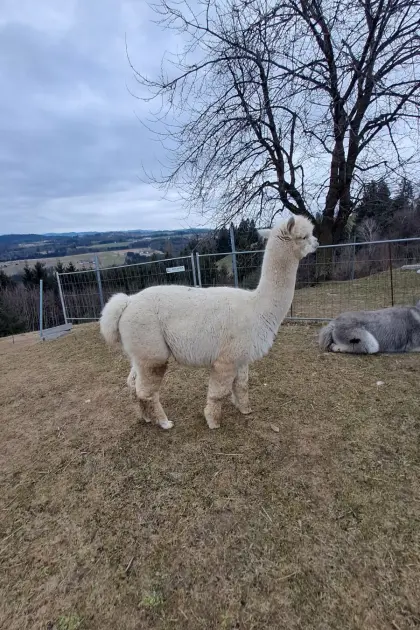 Alpaka Hengst
