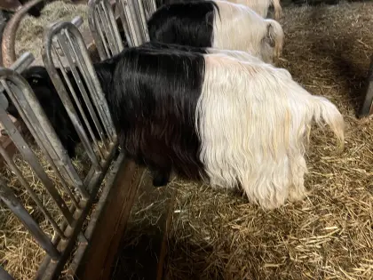 Walliser Schwarzhalsziegen