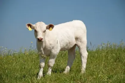 Suche Charolais Kalbin