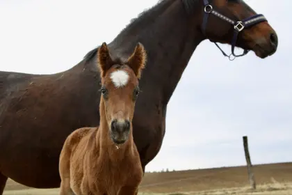 Fohlen und Jährlinge