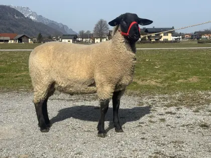 Suffolk Herdbuchbock