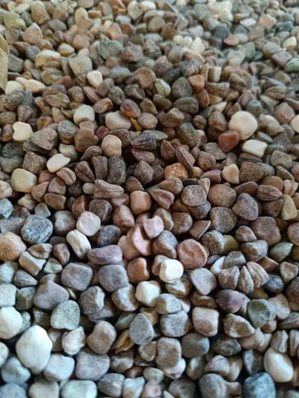 Bio-Pigmentplatterbse Moni