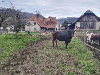 Verkaufe Trächtige Kuh