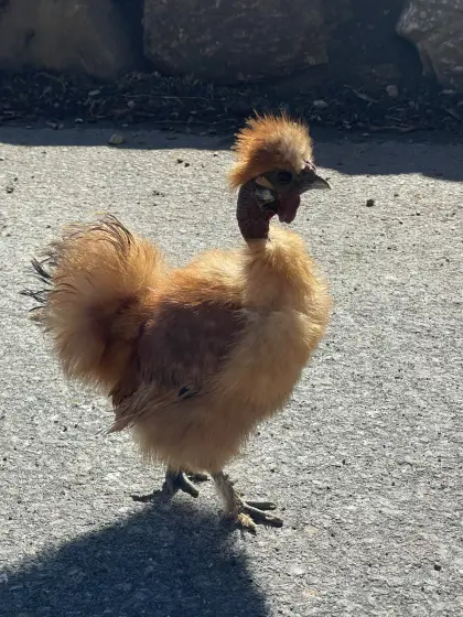 Zwergseidenhahn Showgirl