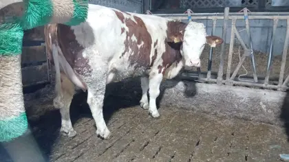 Fleckvieh Erstlingskuh