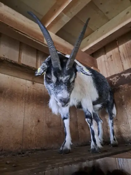 Passeirer Gebirgsziege