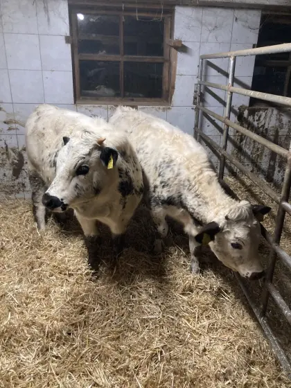 2 Pustertaler-Sprinzen Kalbinnen