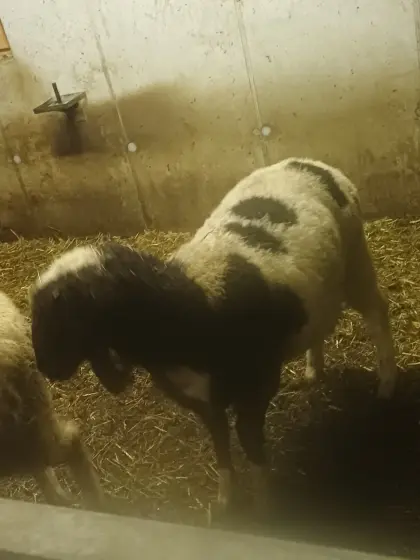 Verkaufe Kugelschecken Schaf