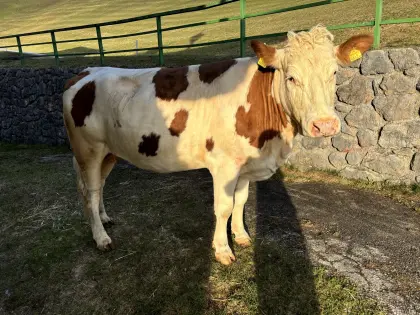 Verkaufe große schwere Bio-Zuchtkalbin