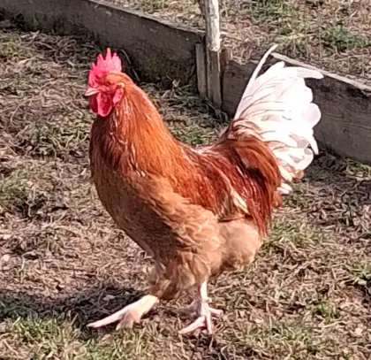 Schöne Hähne zu vergeben