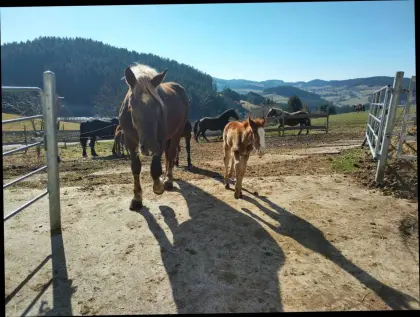 Noriker Dunkelfuchs Fohlen