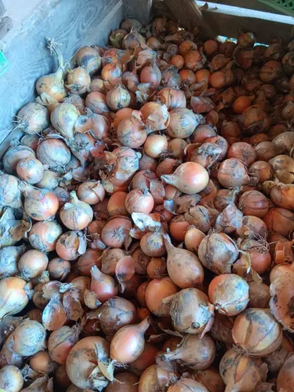 Bio Zwiebel