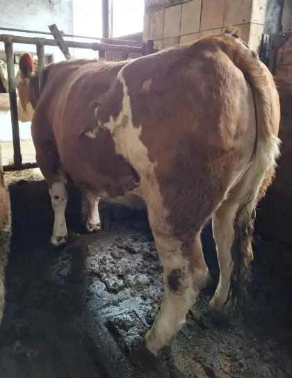 Trächtige Fleckviehkalbin zu verkaufen