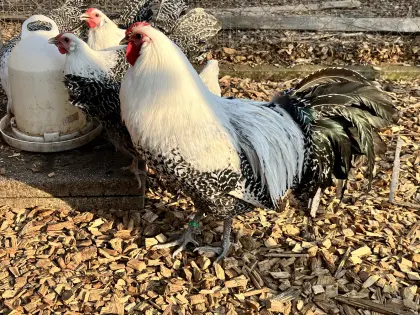 Westfälische Totleger Silber