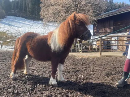 Mini-Pony-Hengst
