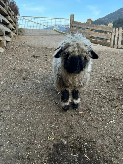 Schwarznasenschaf männlich