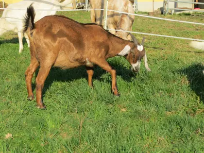 Anglo Nubier Ziege trächtig