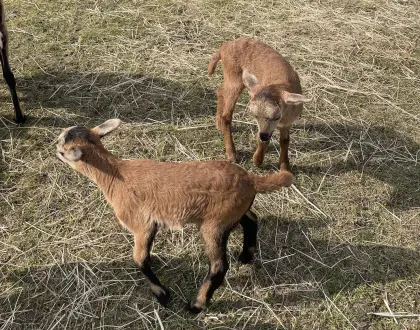 Kamerun-Lämmer (m/w)