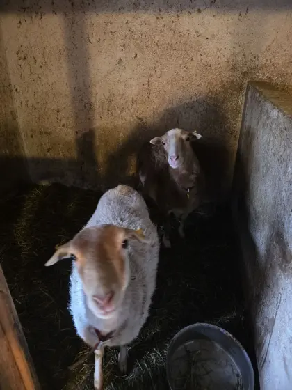 2 Kamerunschafe zu verkaufen