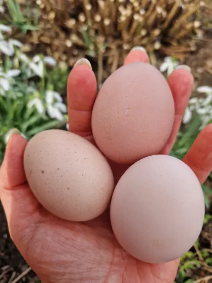 Bunte Bruteier Buntleger Easter Egger