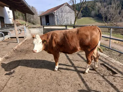 Trächtige FV-Kalbin