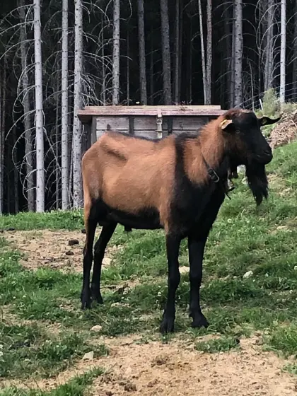 Ziegenbock gamsfarbig