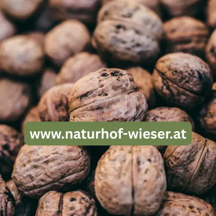 Veredelte Walnussbäume - Ertragssorten