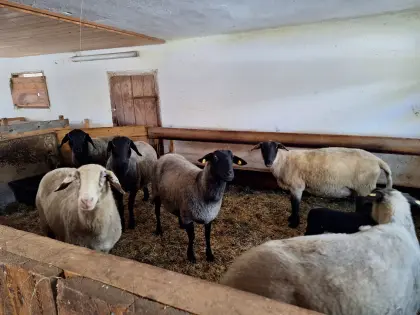 Mutterschafe mit Lämmern zu verkaufen