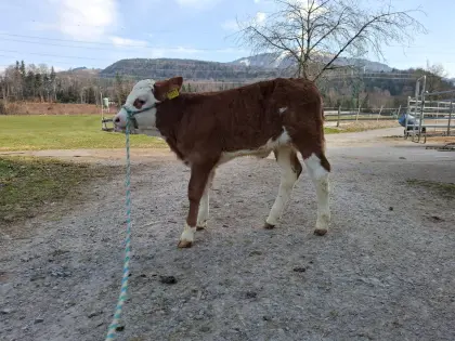 verk.bio Heu Kuh kalb