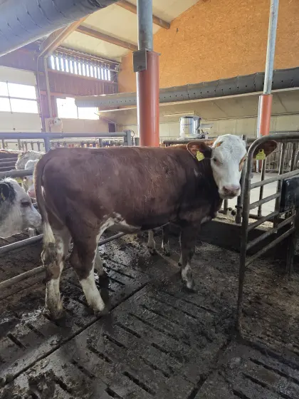 Mastkalbin zu verkaufen