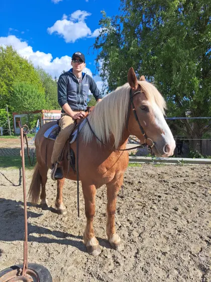 Reitbeteiligung gesucht