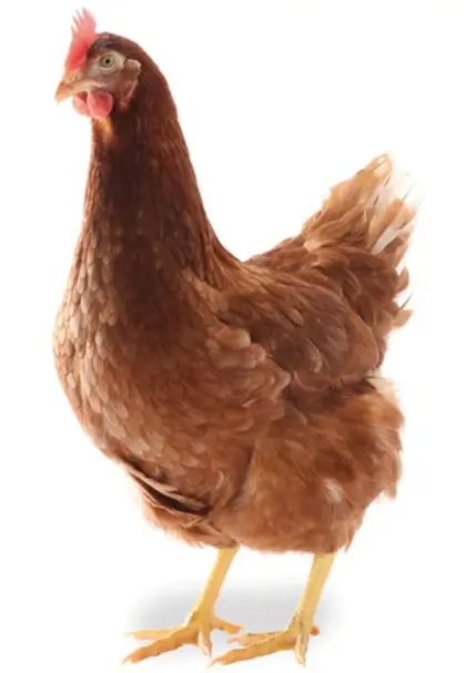 Junghennen Legehennen