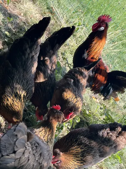 Altsteirer Zuchtstamm