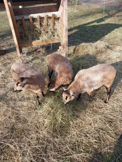 3 weibliche Kamerunschafe