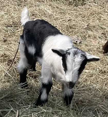 Junger Pfauenziegenbock