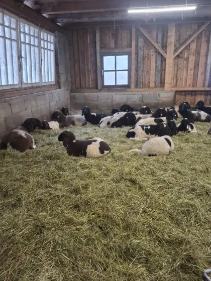 Gescheckte Bergschafe