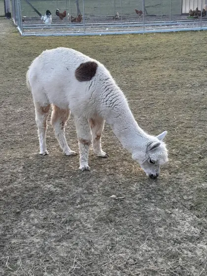 Alpaka-Wallach abzugeben