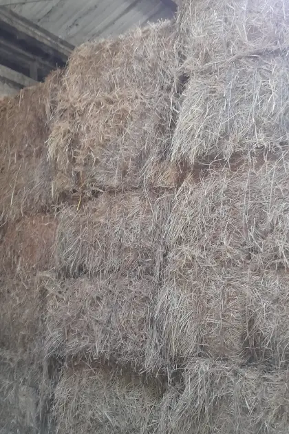 Bestes Wiesenheu der Ernte 2025 – Quaderballen ca. 300 kg