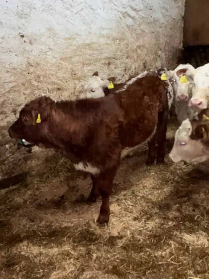 Verkaufe Stier aus Eigenzucht