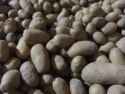 Bio-Kartoffel Ditta Salatkartoffel, Hermes Knödel