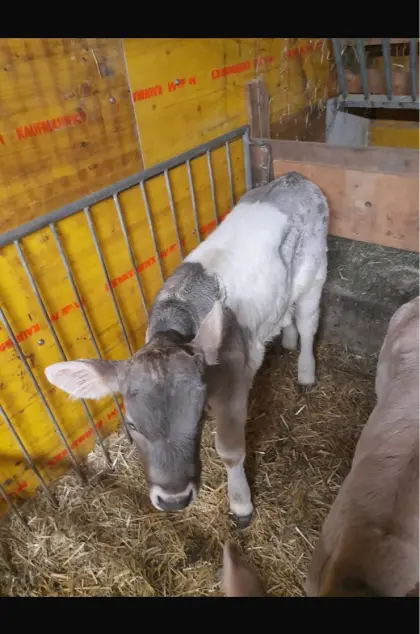 Verkaufe OB Kälber