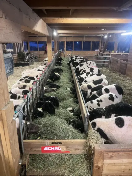 Geschecktes Bergschaf