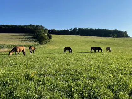 Weide für Jungpferde