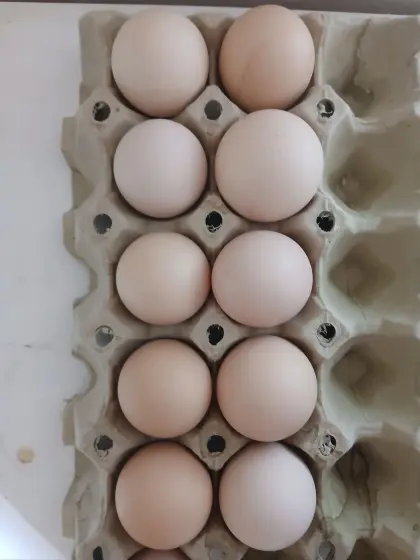 Bruteier, Schwedisches Blumenhuhn und Leghorn Exchequer