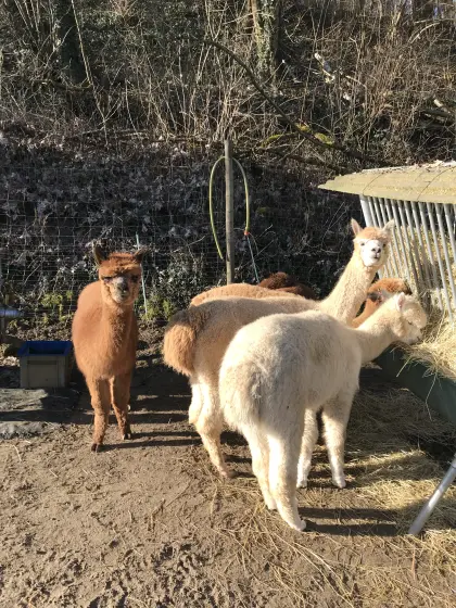 Alpaka Huacaya Herde